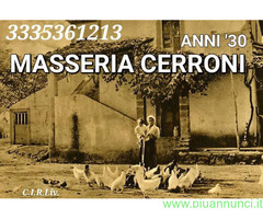 Galline livornesi bianche pure