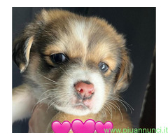 In regalo DAENERIS 3 mesi taglia piccola