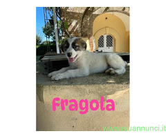 In regalo cucciole 2 mesi taglia grande