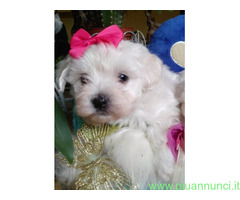 Maltipoo nano e toy