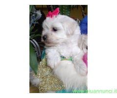 Maltipoo nano e toy