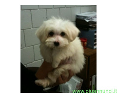 Maltipoo nano e toy