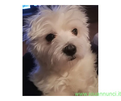 Maltipoo nano e toy