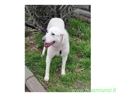 In regalo CAGNOLINA METICCIA
