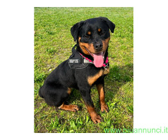 In regalo CANE ROTTWEILER