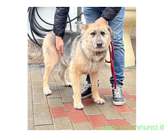 In regalo CANE PASTORE BRIE
