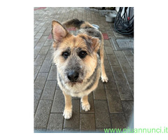 In regalo CANE PASTORE BRIE