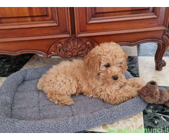 Barboncino toy maschietto