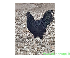 Uova feconde di aym cemani