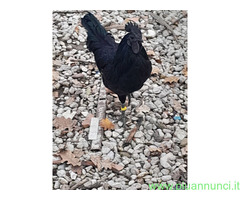 Uova feconde di aym cemani
