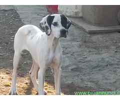 Cucciolo pointer maschio 6 mes