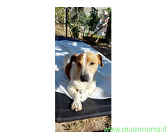 In regalo MILO JACK RUSSEL
