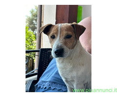 In regalo MILO JACK RUSSEL