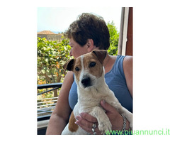 In regalo MILO JACK RUSSEL