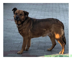 In regalo CANE METICCIO