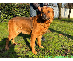 In regalo CANE METICCIO
