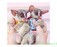 Gattino caracal disponibile