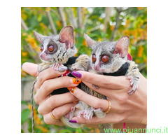 Gattino caracal disponibile