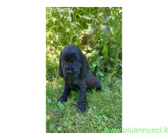 Cocker Spaniel maschietto