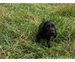 Cocker Spaniel maschietto