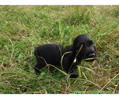 Cocker Spaniel maschietto