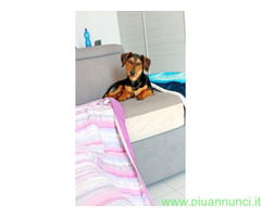In regalo Incrocio bassotto Jack russell