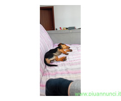 In regalo Incrocio bassotto Jack russell