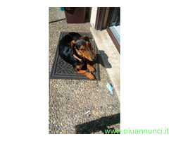 In regalo Incrocio bassotto Jack russell