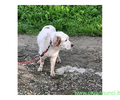 In regalo CANE SETTER INGLESE