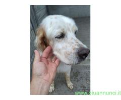 In regalo CANE SETTER INGLESE