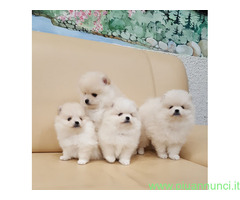 Spitz toy cuccioli