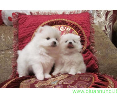 Spitz toy cuccioli