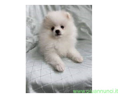 Spitz toy cuccioli