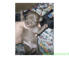 Chihuahua toy