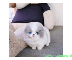 In regalo  cucciolo di Pomeran