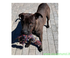 In regalo CANE PIT BULL