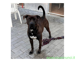 In regalo CANE PIT BULL