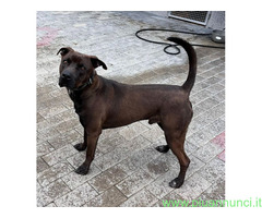 In regalo CANE PIT BULL