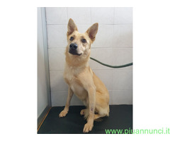 In regalo CANE METICCIO