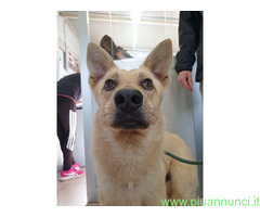 In regalo CANE METICCIO