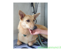 In regalo CANE METICCIO