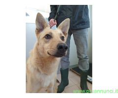 In regalo CANE METICCIO