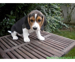 Beagle tricolore femminuccia