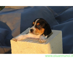 Beagle tricolore femminuccia