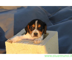 Beagle tricolore femminuccia