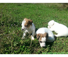 Jack Russell cuccioli