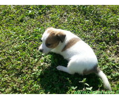 Jack Russell cuccioli