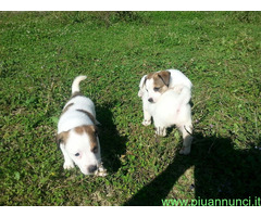 Jack Russell cuccioli