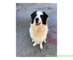 In regalo CANE METICCIO