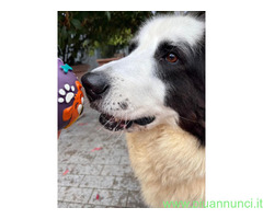 In regalo CANE METICCIO